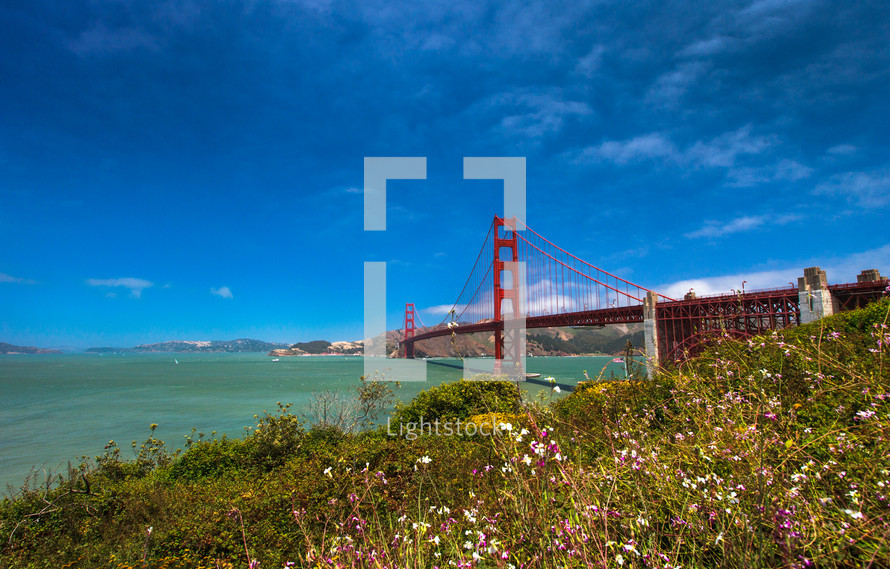 Golden Gate Bridge with field of flowers in the foreground and blue sky in the background.