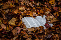 Bible buried in a pile leaves