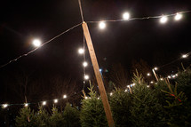 lights over a Christmas tree lot