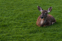 A deer sitting in green grass