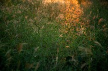 sunlight on wheat grass in a field