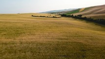 Yellow hills of wheat.