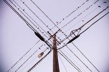 birds on power lines
