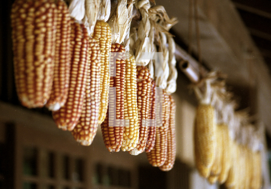 dried fall indian corn hanging