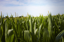 A close up of a corn field