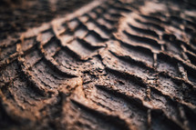 tire tracks in mud closeup 