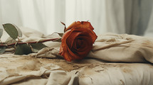 Closeup of a dead rose on a dirty bed. Sinful passion concept. 