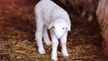 Beautiful little white lamb, a symbol of Jesus, meek and kind love, slow motion video