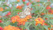 Macro shot of a large butterfly drinking nectar from orange flowers during spring