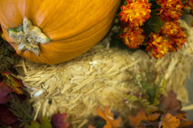 Pumpkin lying on top of hay stack with mums and fall leaves.