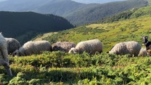 Flock of Sheep Graze in the High Mountains