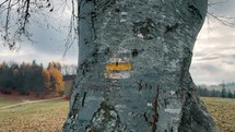Close up of yellow hiking sign on an old tree. Trail Blazing Way Markers Painted on Tree. Slow motion 4K