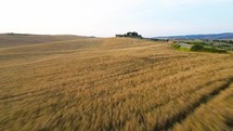 Wheat Infinite Field hill land in Tuscany
