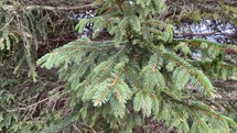 Close up shot of spring spruce twig. Slow motion 4K