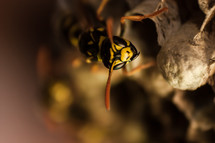 A wasp crawling on a hive