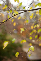 tree limb with leaves - fall 