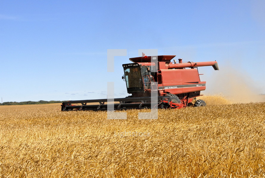 Combine harvester harvesting wheat. fall, season, seed, orange, red.