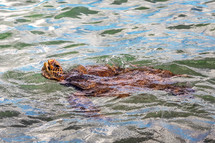 sea turtle 