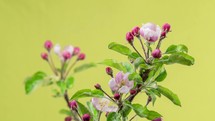 Time lapse  of apple tree flowers blooming in spring.
