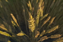 Wheat grains close up. 