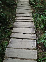 wood path through a forest