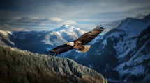 A Bald Eagle soaring over Alaska with a vast and wild nature below getting ready for spring.