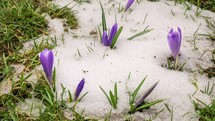 Winter snowing in green meadow with crocus flower time-lapse

