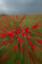 red flowers in a field 
