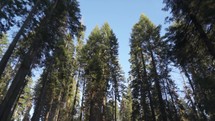 Driving Under Very Tall Trees Canopy in Sequoia Forest National Park - White Fir, Sugar Pine, Incense Cedar, Red Fir, and Ponderosa Pine