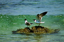 Seagulls on beach water rock 