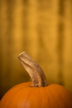 stem of a pumpkin