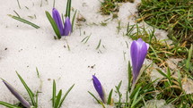 Time lapse of spring snow melting in green meadow with blooming flower.
