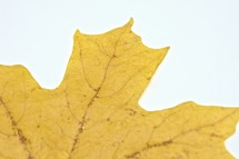 Yellow Fall leaf