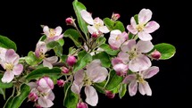 Ttime lapse of fresh fruit flowers blooming on black background on apple tree branch in spring.
