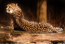 resting cheetah 
