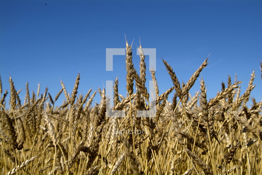 Dry wheat in an open field ready for harvest 