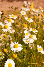 Field of daisy's