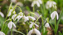 Snowing in early spring with white snowdrops flowers blooming close bloom
