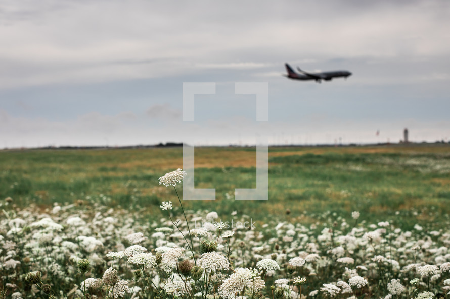 airplane taking off over a field of white flowers 
