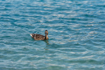 duck on the water 