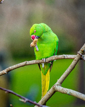 green parrot eating a peanut 