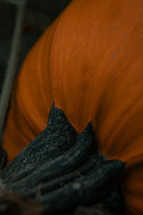 Close up of a pumpkin stalk