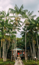 a cabin under palm trees along the shores of the Amazon river 