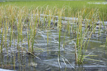 Grass growing in mountain lake water