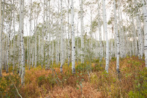 aspen forest 