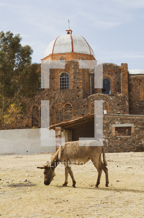 a donkey in front of a church in Jerusalem 
