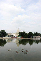 capital building in Washington DC 
