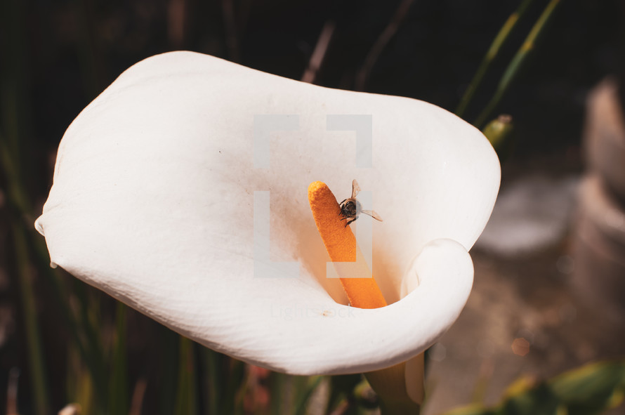 fly on a calla lily 