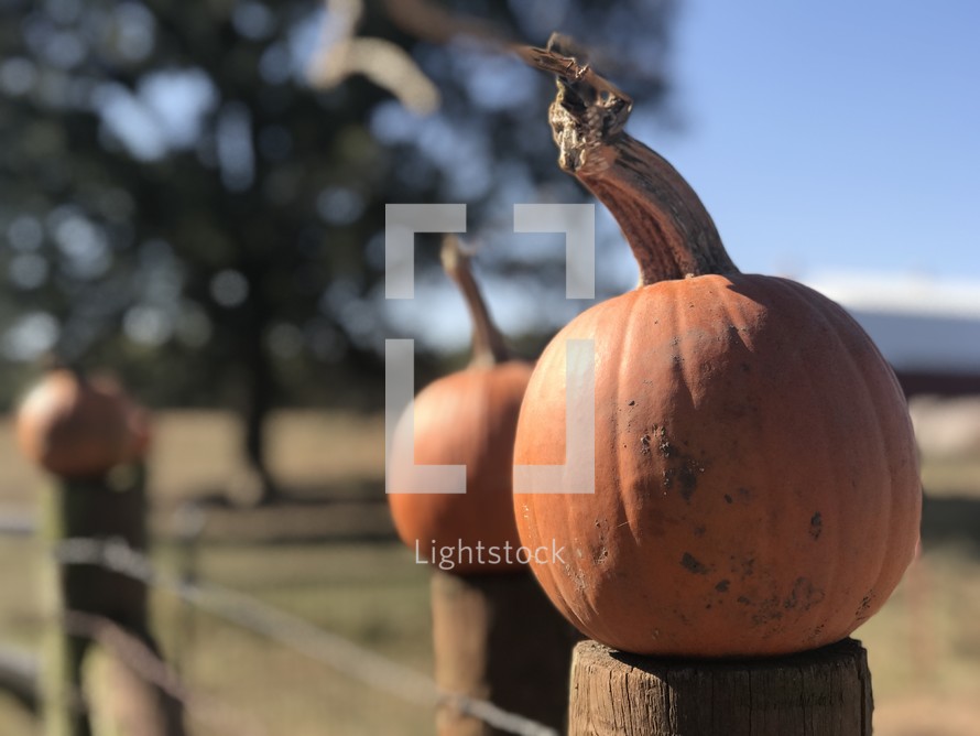 pumpkins on a fence post 