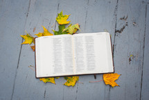 opened Bible on fall leaves 